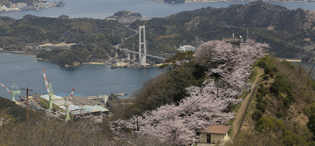 岩城積善山の桜