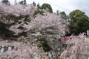 岩城桜公園の桜