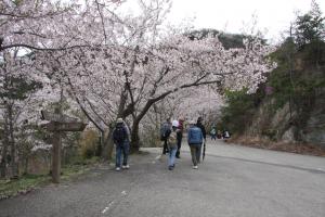 桜風景